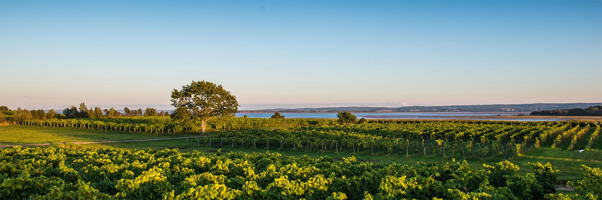 Nova Scotia Winery