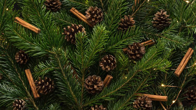 Close up image of pine tree with pine cones