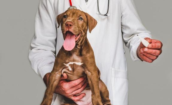 Puppy in a vet clinic